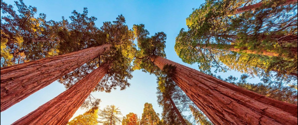 Looking up at towering redwood trees reaching into a blue sky